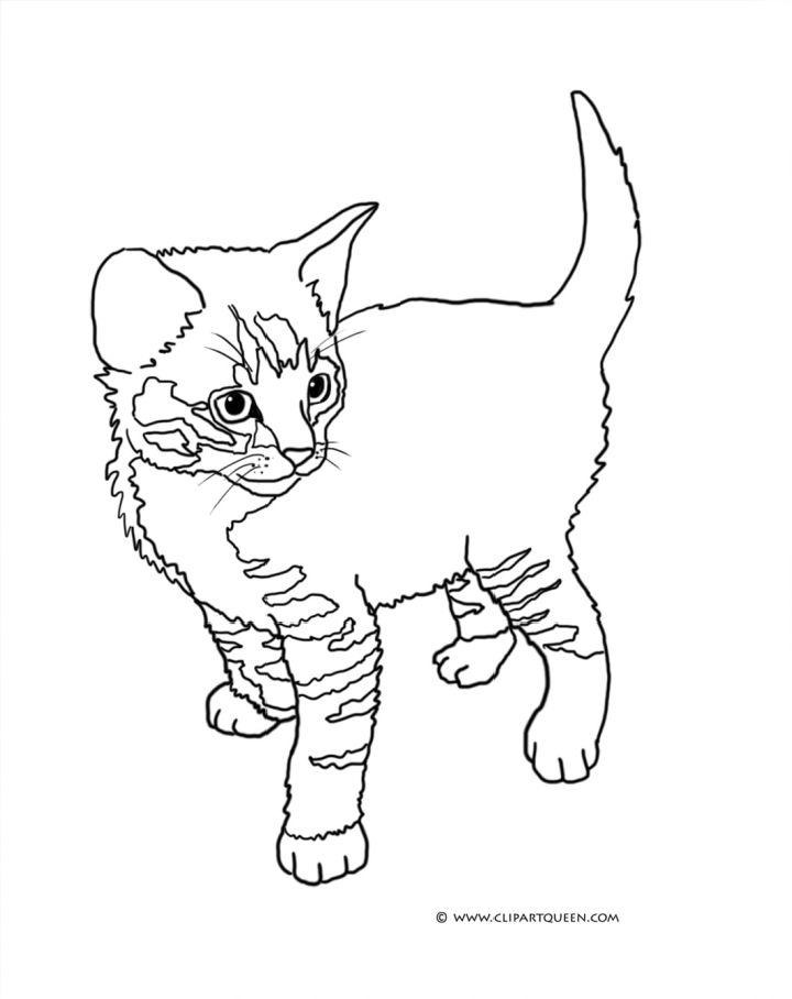 Tabby Cat Coloring Pages Pictures to Color