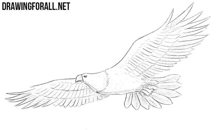 Bald Eagle Drawing