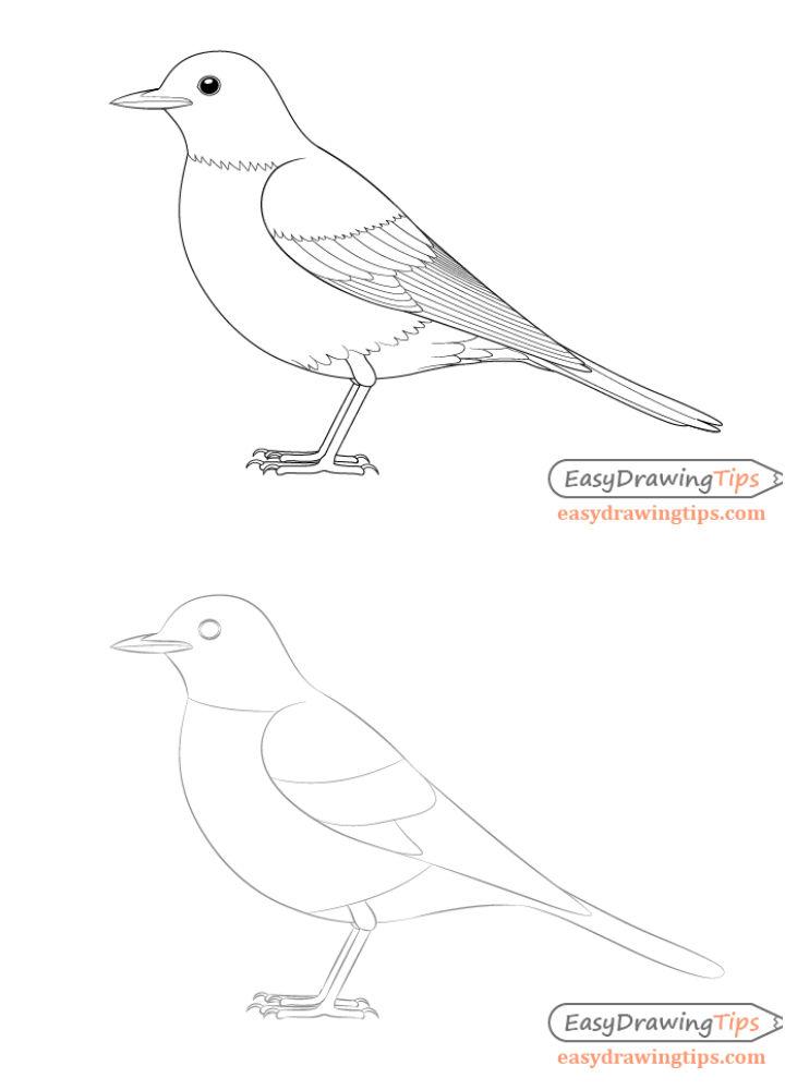 Bird Images Drawing