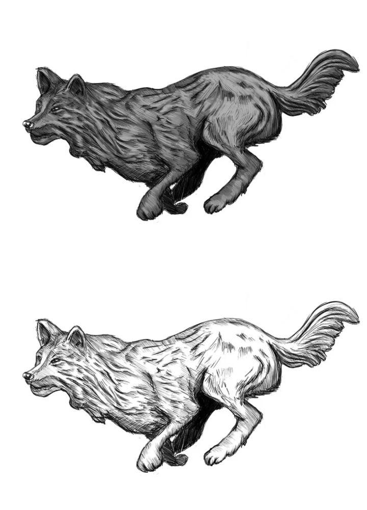 Black Wolf Running Drawing