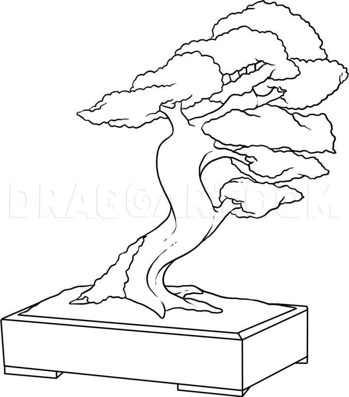 Bonsai Tree Drawing