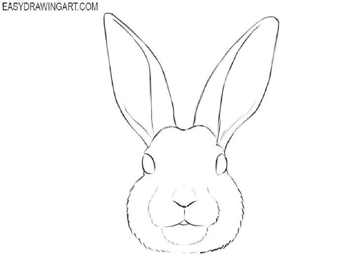 Bunny Face Drawing