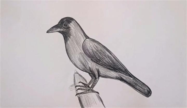 Birds Colouring Worksheets - Crow - Kidschoolz