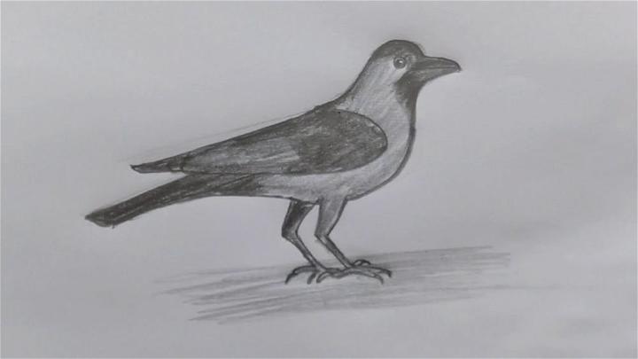 Crow Drawing for Kids