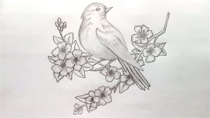 Draw a Bird with Pencil Sketch