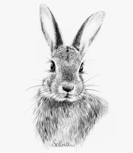 25 Easy Bunny Drawing Ideas - How to Draw a Bunny