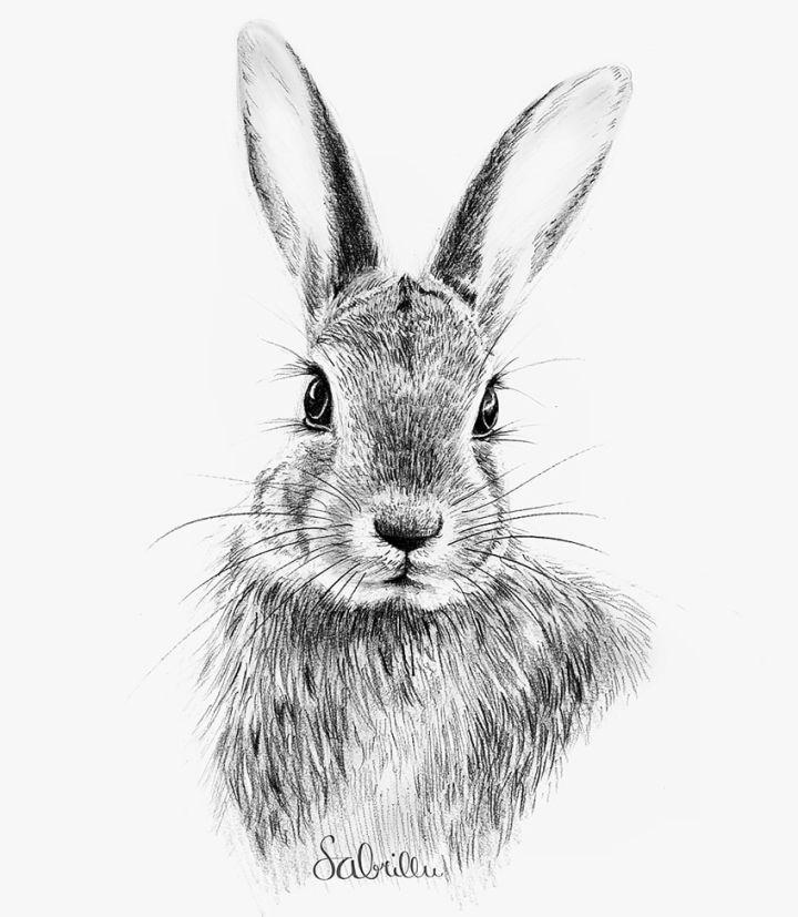 Bunny Drawing In 7 Easy Steps [Video + Illustrations]