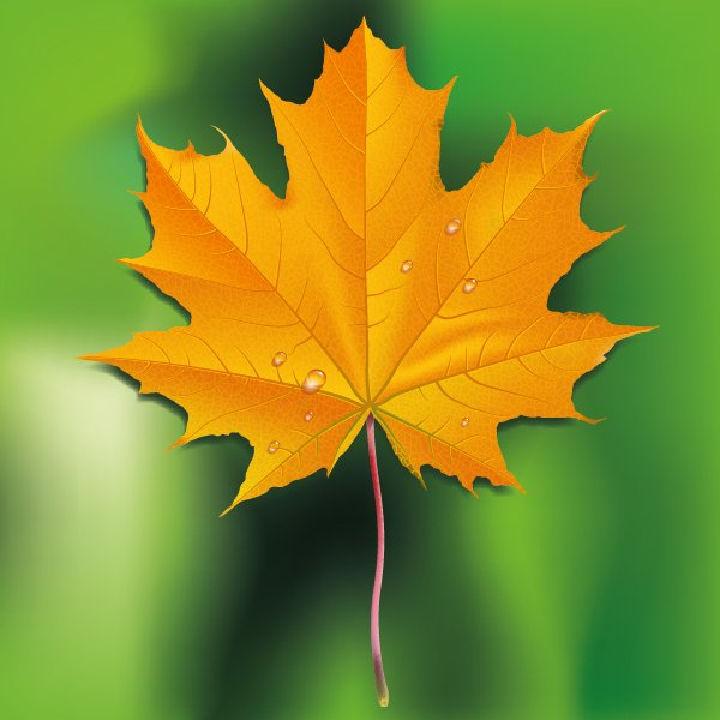 Draw a Fall Leaf Using Adobe Illustrator