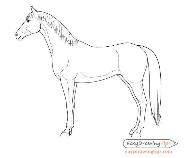 How to Draw a Horse From the Side View Tutorial - EasyDrawingTips