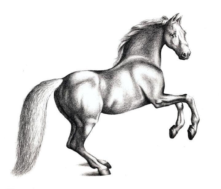 Draw a Horse with Pencil