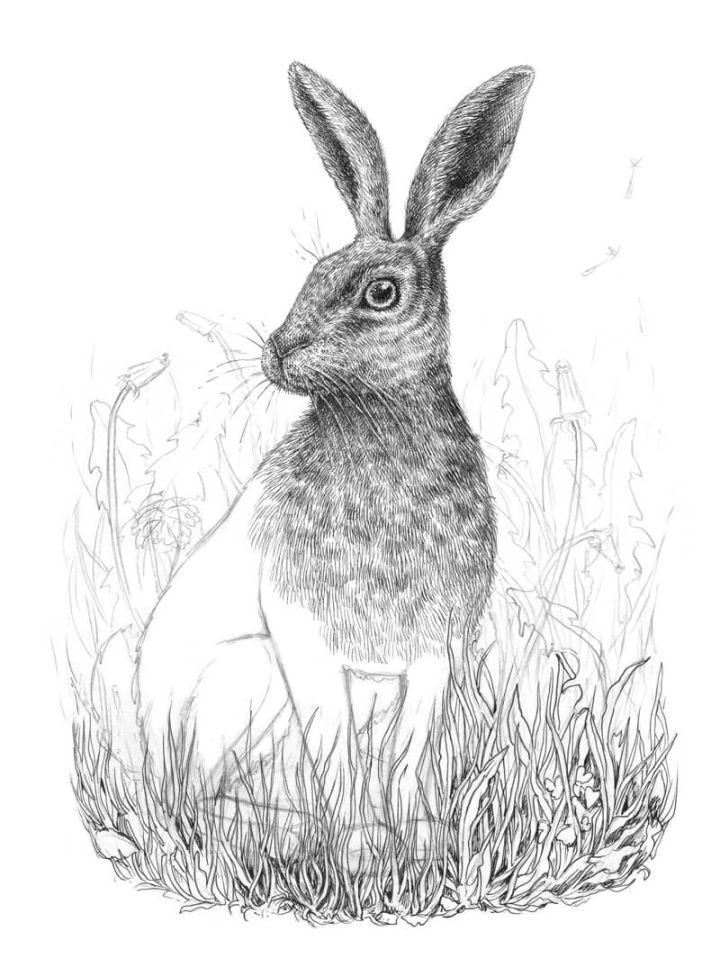 Draw a Rabbit with Pen and Ink