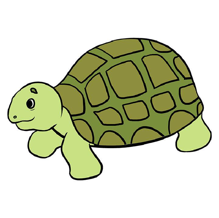 Draw a Sea Turtle Step by Step Instructions