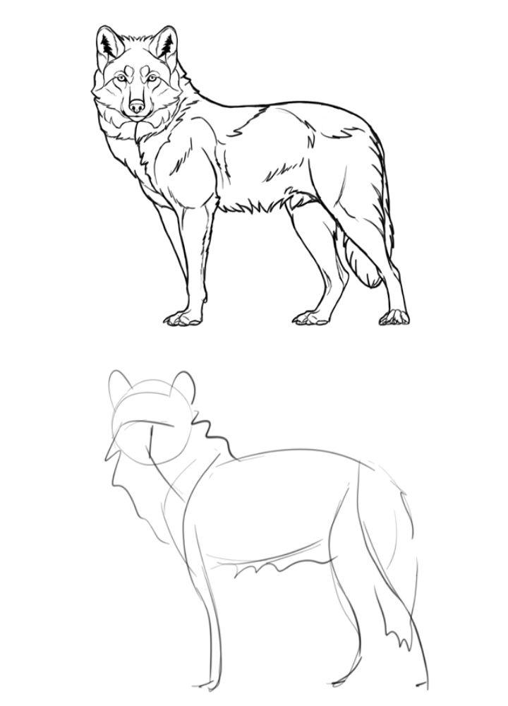 wolf walking drawing