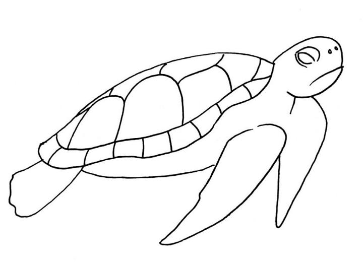 25 Easy Turtle Drawing Ideas - How To Draw A Turtle - Blitsy