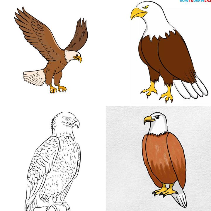 Learn How to Draw an Eagle Flying Birds Step by Step  Drawing Tutorials