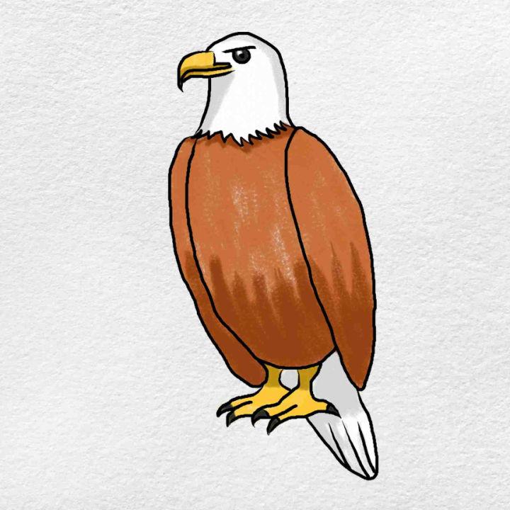 Eagle Drawings Simple to Draw  Eagle Publications