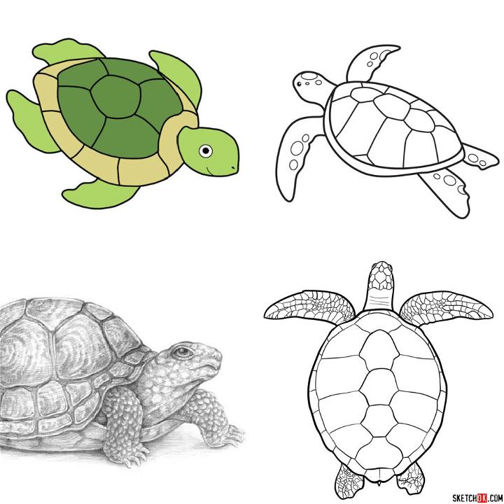 8315 Baby Turtle Drawing Images Stock Photos  Vectors  Shutterstock