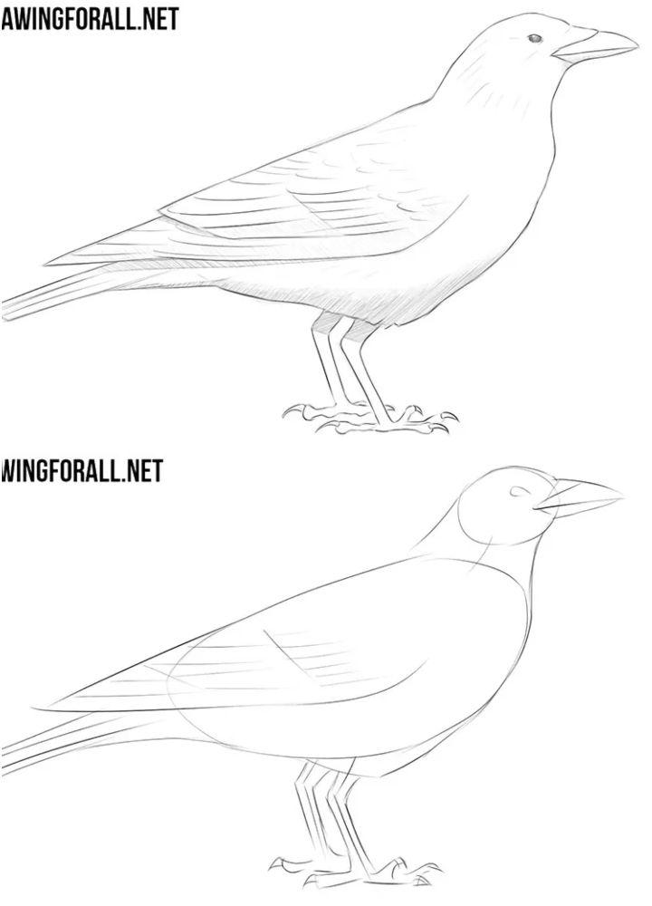Easy Way to Draw Crow