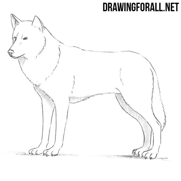 gray wolf drawing