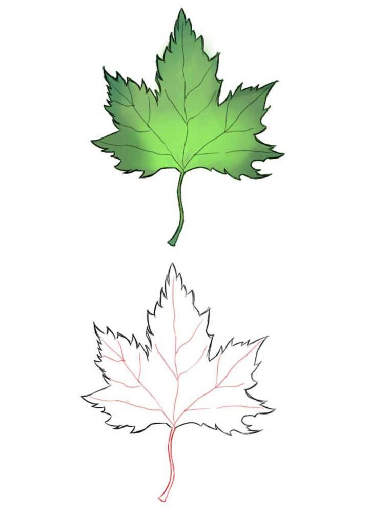 Fall Leaf Drawing