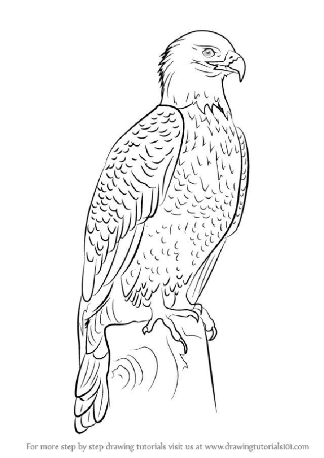 how to draw a golden eagle