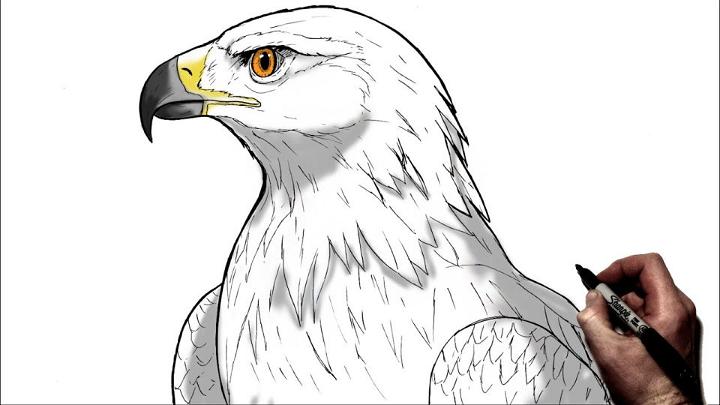 how to draw a eagle