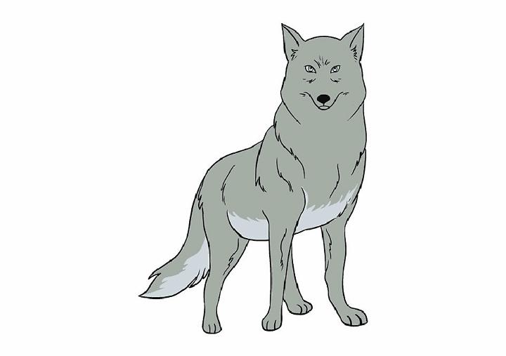 Gray Wolf Drawing