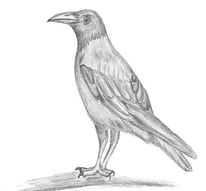 Hooded Crow Pencil Drawing