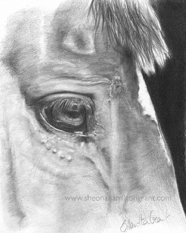 Horse Eyes Drawing