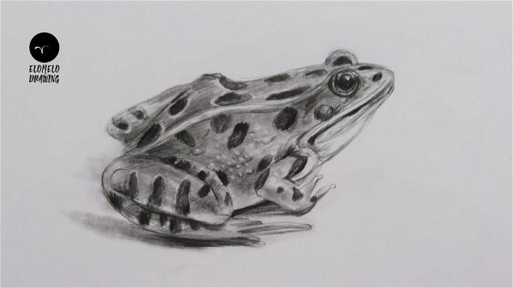 How to Draw Frog with Pencil