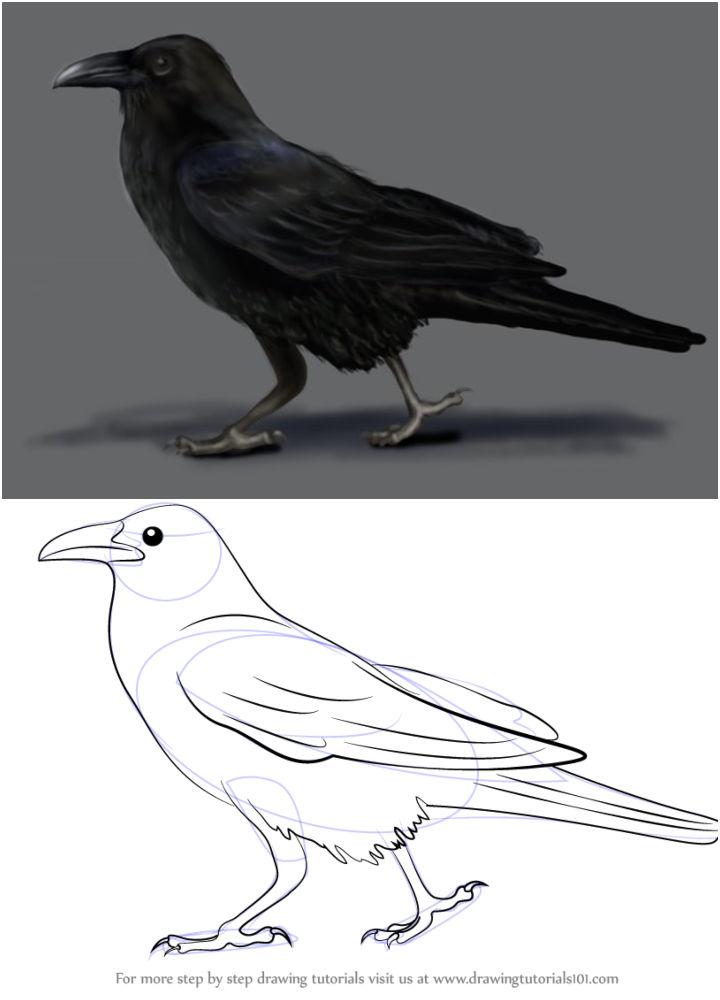 How to Draw a Black Crow