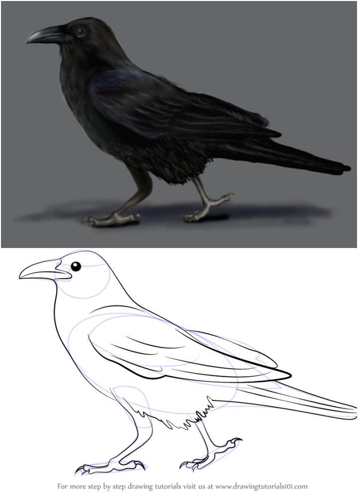 20 Easy Crow Drawing Ideas How To Draw Crow Blitsy