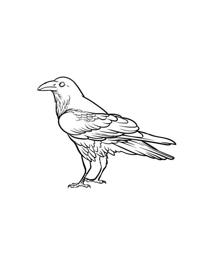 Crow Head Drawing Line Work Vector Stock Illustration - Download Image Now  - Raven - Bird, Crow - Bird, Illustration - iStock