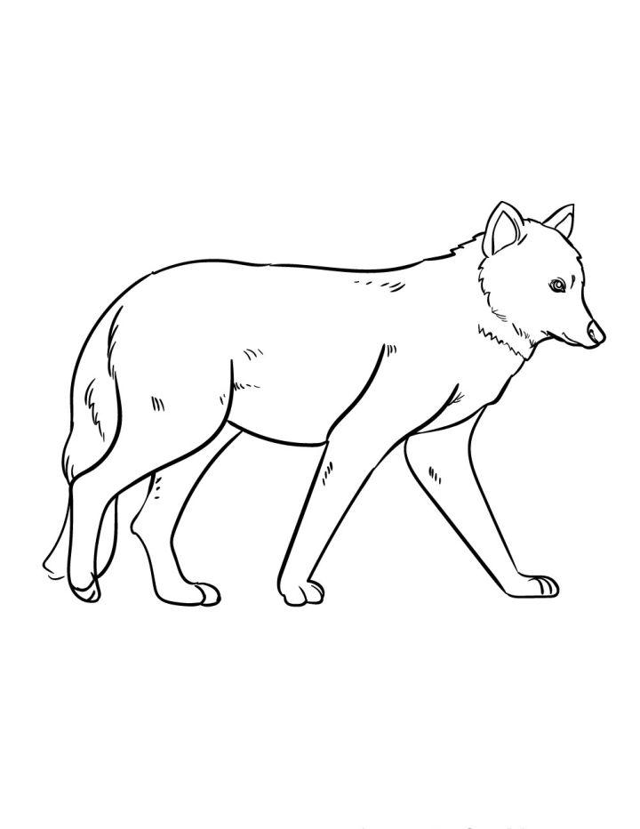 wolf sitting down drawing