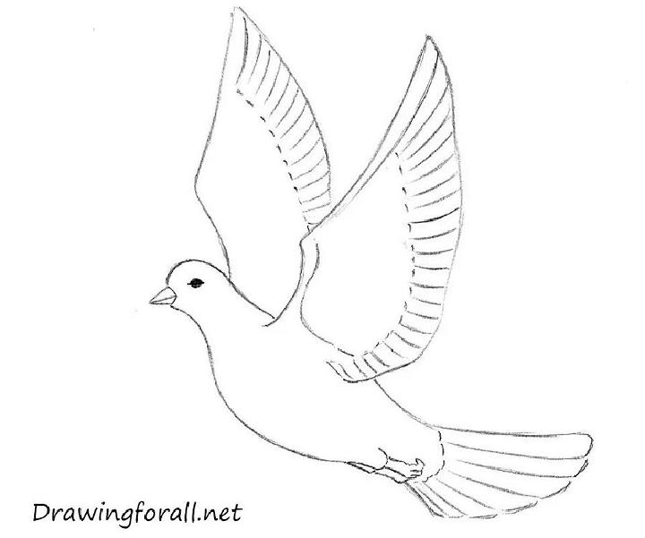 dove bird drawing