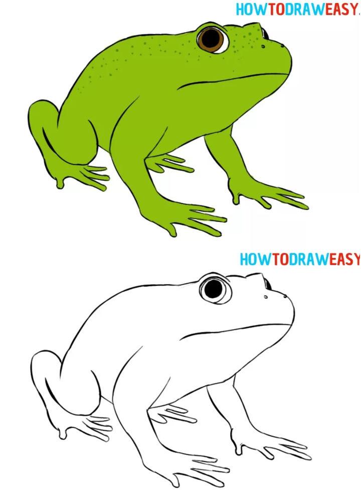 How to Draw a Frog for Beginners