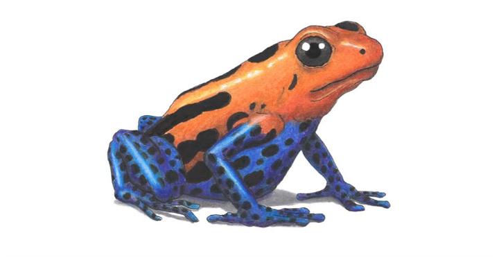 How to Draw a Frog