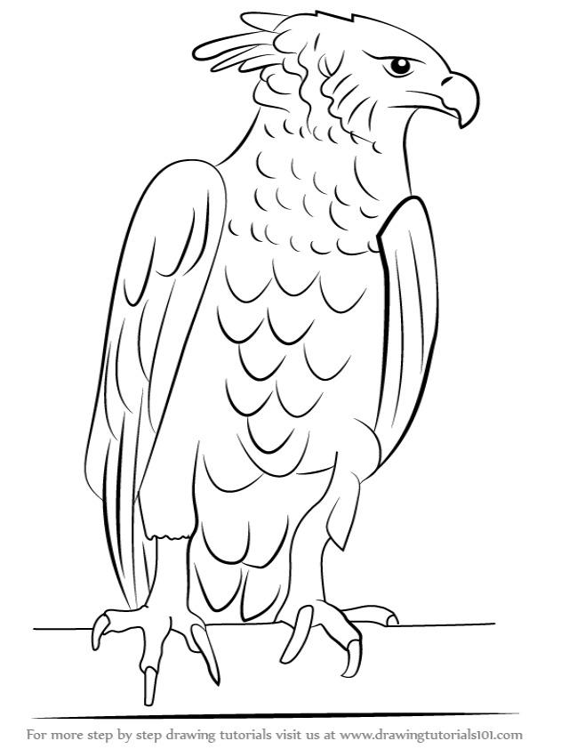 Premium Vector | High detail hand drawn vector illustration of bald eagle, realistic  drawing, sketch