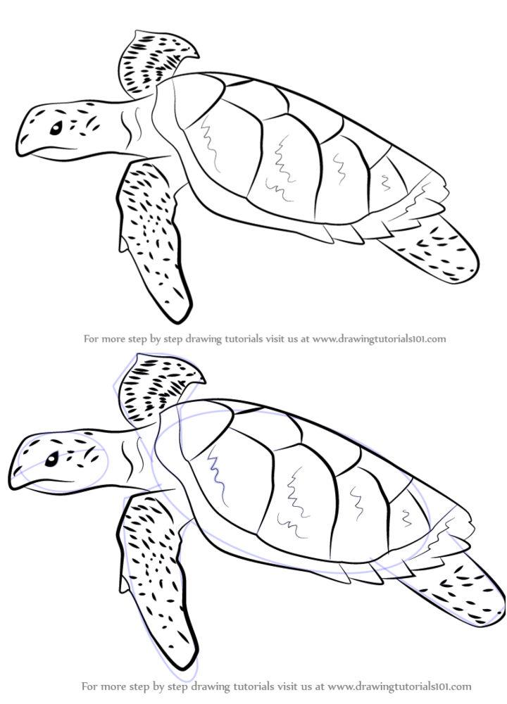 How to Draw a Green Sea Turtle