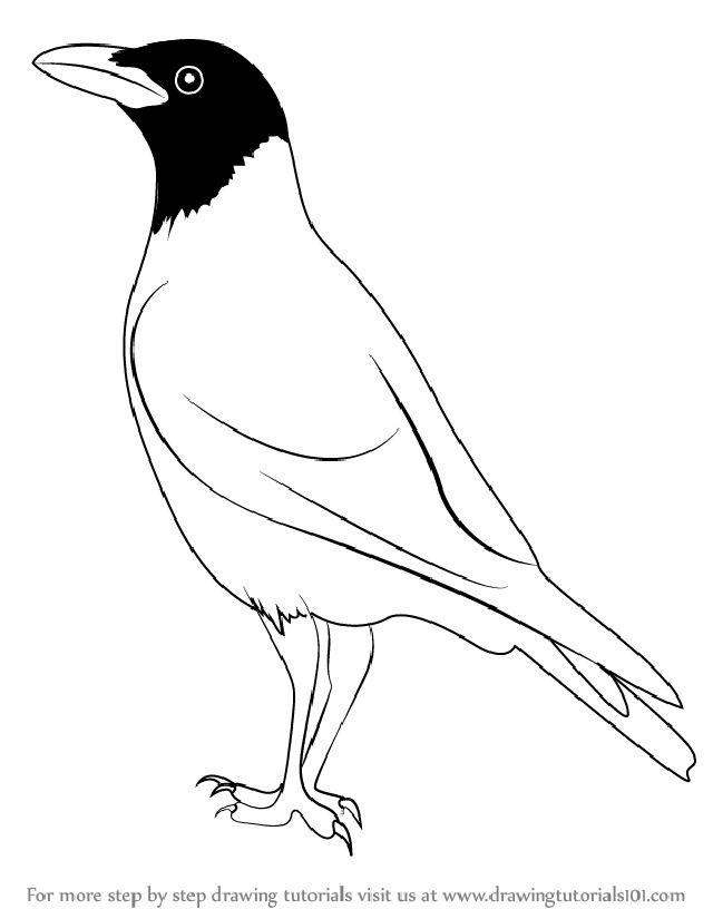 How to Draw a Hooded Crow