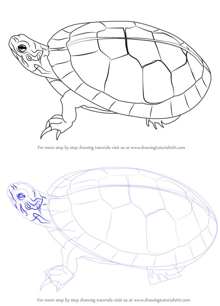 8 Turtles ideas  turtle drawing easy drawings animal drawings