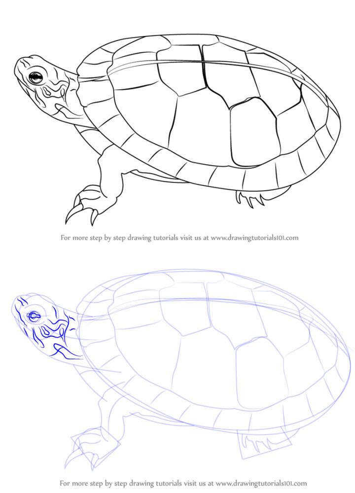 How to Draw a Painted Turtle