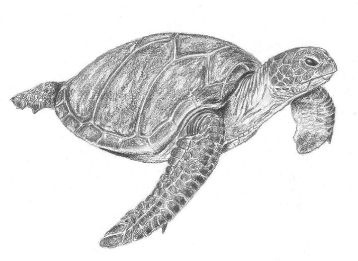 how to draw a realistic turtle