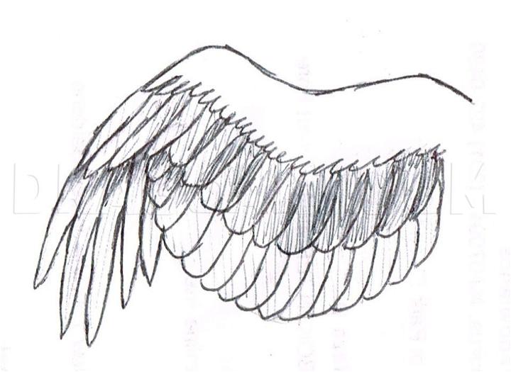 How to Draw a Simple Bird Wing