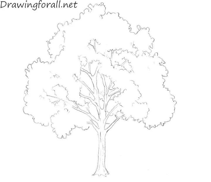 How To Draw Pl Alm Trees Fondren Wituabled