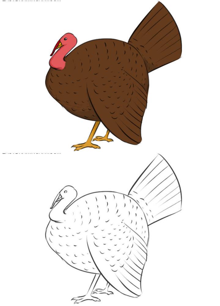 How to Draw a Turkey Bird