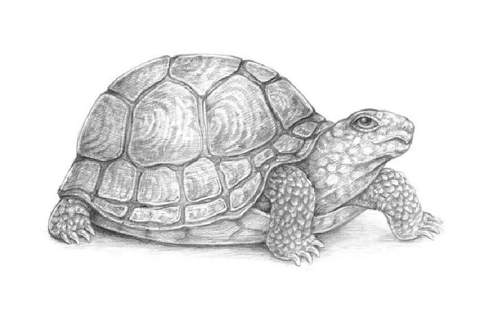 sea turtle shell drawing