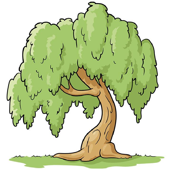 How to Draw a Willow Tree