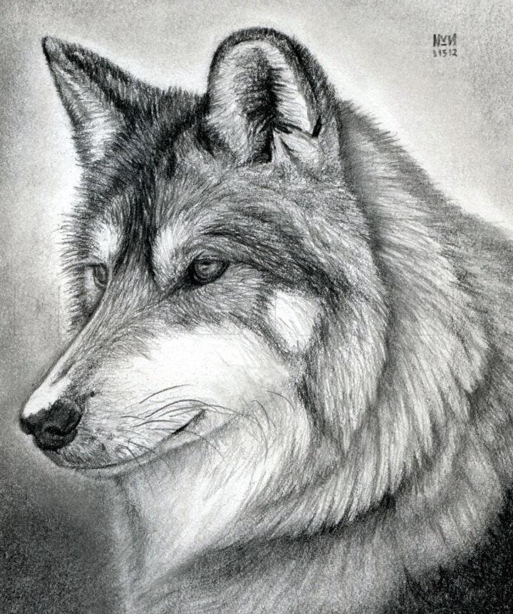 How to Draw a Wolf Head