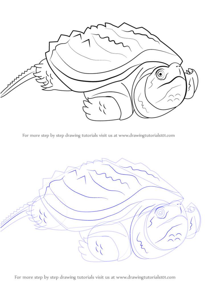 25 Easy Turtle Drawing Ideas - How To Draw A Turtle - Blitsy